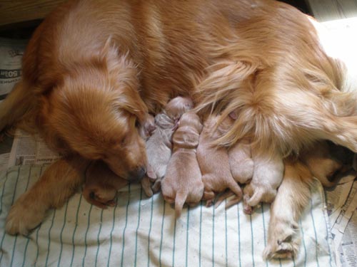 eldorado goldens.com Roxie Pups