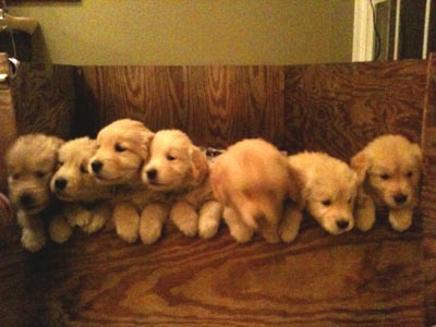 pups