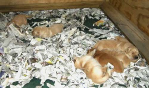 pups